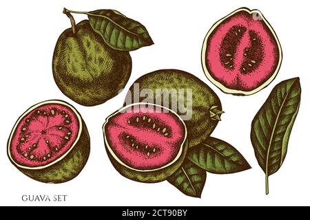 Vector set of hand drawn colored guava Stock Vector