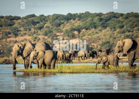 Elephants standing on a grassy bank of Chobe River drinking water in late afternoon in Botswana