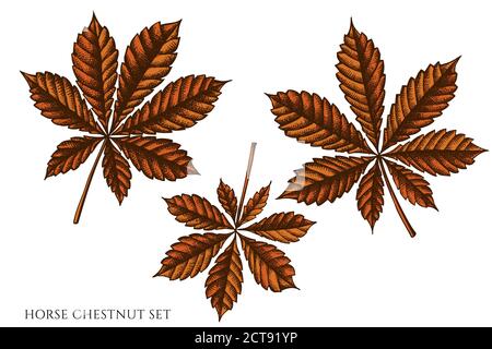 Vector set of hand drawn colored  horse chestnut stock illustration Stock Vector