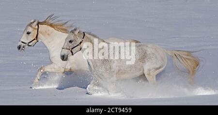 Gorgeous Lipizzaner horses in the snow at the Stanglwirt Hotel in Going, Austria. PHOTO CREDIT : © MARK PAIN / ALAMY STOCK PHOTO Stock Photo