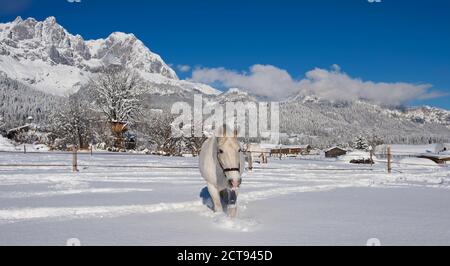 A gorgeous Lipizzaner horse in the snow at the Stanglwirt Hotel in Going, Austria. PHOTO CREDIT : © MARK PAIN / ALAMY STOCK PHOTO Stock Photo
