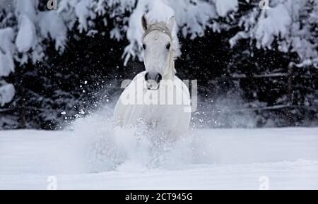 A gorgeous Lipizzaner horse in the snow at the Stanglwirt Hotel in Going, Austria. PHOTO CREDIT : © MARK PAIN / ALAMY STOCK PHOTO Stock Photo