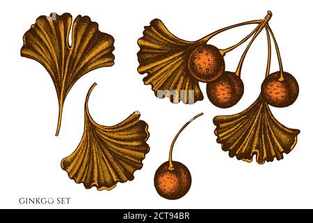 Vector set of hand drawn colored  ginkgo stock illustration Stock Vector