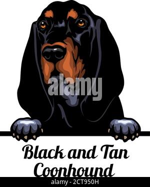 Head Black and Tan Coonhound - dog breed. Color image of a dogs head isolated on a white background Stock Vector