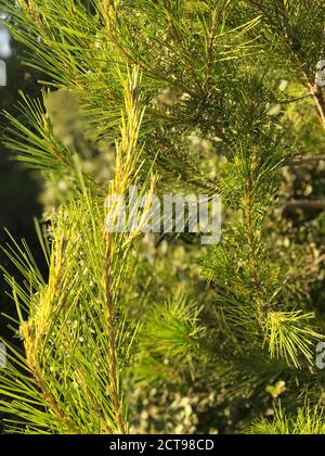 Light green vibrant color of young pine tree. Coniferous trees. Beautiful pine branches. Conifer. Scotch fir. Stock Photo