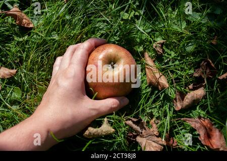 Female hand picking up apple fallen wild fresh on grass ground. Fall harvesting. Stock Photo