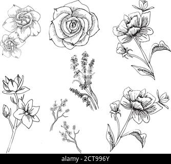 Flower Illustration vector Stock Vector