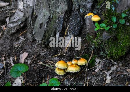 A group of orange mushrooms growing on an old fallen tree trunk. Galerina marginata, known as the Funeral Bell mushroom or deadly Galerina Stock Photo