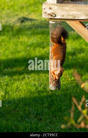 Red squirrel on peanut feeder Stock Photo