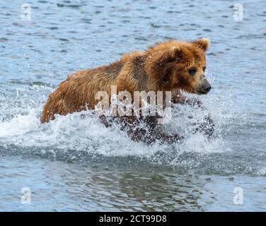 Brown bear hunts for salmon Stock Photo
