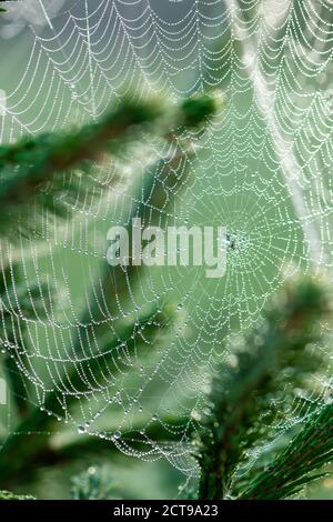 Autumn concept. Wet with dew bubbles spider web hanging on spruce tree during early autumn morning time Stock Photo