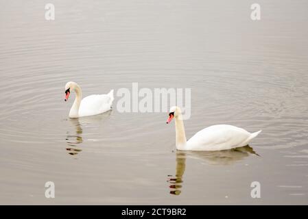 Two swans floating on the water.Two swans on the lake Stock Photo