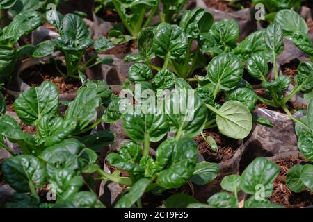 Sawi Pagoda / Ta Ke Chai / Tatsoi. This Mustard Pagoda comes from China. Has an oval leaf shape, a very striking dark green color, and the stems and l Stock Photo