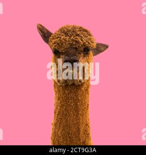 Alpaca llama on pink background Stock Photo