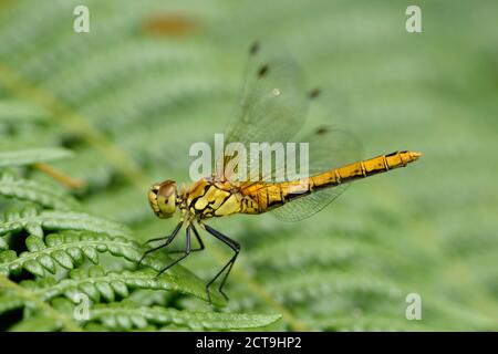 Ruddy darter, Sympetrum sanguineum, sitting on a leaf in front of green background Stock Photo