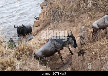 Africa, Kenya, Maasai Mara National Park, A herd of Blue or Common Wildebeest (Connochaetes taurinus), during migration, wildebeests crossing the Mara River Stock Photo