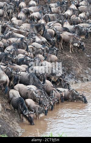 Africa, Kenya, Maasai Mara National Park, herd of blue wildebeests drinking in the Mara river Stock Photo