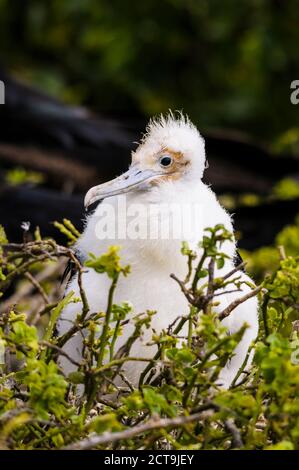 Ecuador, Galapagos, Genovesa,Young magnificent frigatebird, Fregata magnificens Stock Photo
