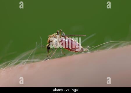 Biting mosquito, Culex pipiens, close-up Stock Photo