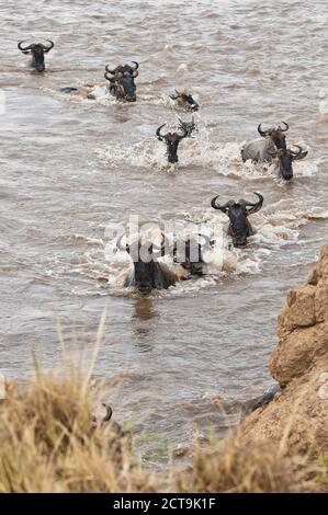 Africa, Kenya, Maasai Mara National Park, A herd of Blue or Common Wildebeest (Connochaetes taurinus), during migration, wildebeests crossing the Mara River Stock Photo