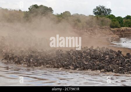 Africa, Kenya, Maasai Mara National Park, A herd of Blue or Common Wildebeest (Connochaetes taurinus) during migration, wildebeests crossing the Mara River with cloud of dust Stock Photo