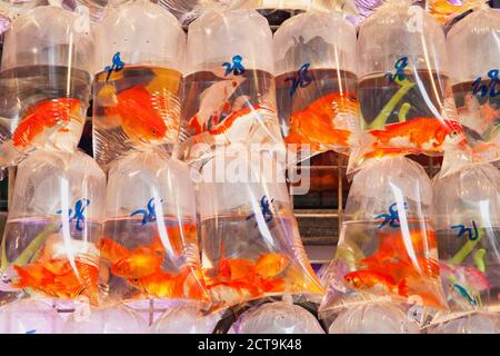 China, Hongkong, goldfishes in plastic bags for sale Stock Photo