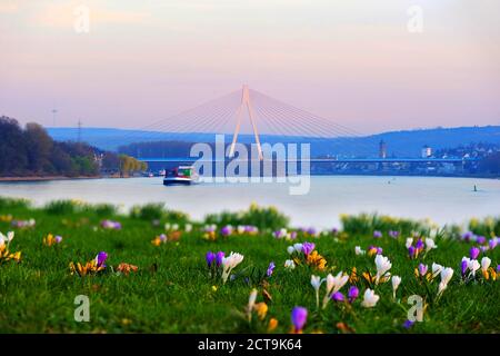 Germany, Rhineland-Palatinate, Neuwied, Raiffeisen bridge, Weissenthurm, Rhine river, meadow with crocuses in spring Stock Photo