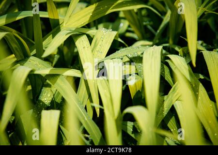 New Zealand, Pukaha Mount Bruce National Wildlife Centre, wet leaves Stock Photo