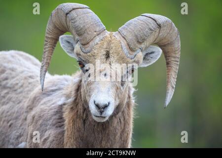 Canada, Alberta, Rocky Mountains, Jasper National Park, Banff Nationalpark, portrait of rocky mountain bighorn sheep (Ovis canadensis) Stock Photo