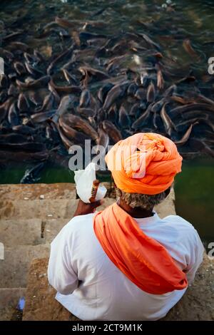 India, Jaisalmer, Abundance of catfish in Gadisar Lake Stock Photo