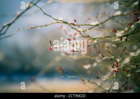 Germany, Bavaria, Landshut, twigs of rosehips covered with snow, close-up Stock Photo