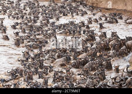 Africa, Kenya, Maasai Mara National Park, A herd of Blue or Common Wildebeest (Connochaetes taurinus) during migration, wildebeest crossing the Mara River Stock Photo