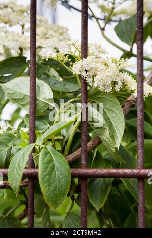 Elderflowers behing rusty iron fence Stock Photo
