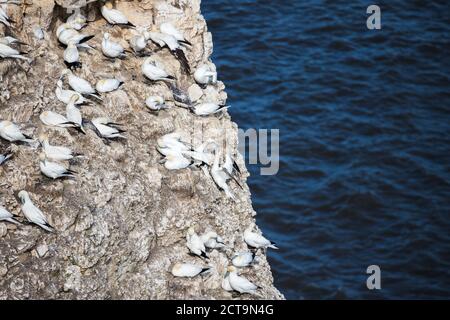 Northern gannet colony pictured at Bempton Cliffs in Yorkshire. Stock Photo