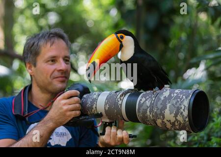 Brazil, Mato Grosso, Mato grosso do Sul,  common toucan, Ramphastos toco, sitting on camera of a photographer Stock Photo