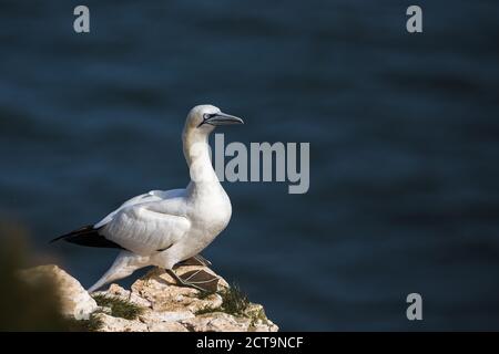 Northern gannet gazing into the distance at Bempton Cliffs in Yorkshire. Stock Photo