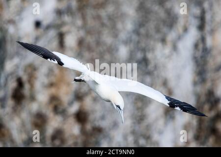 Northern gannet swooping at Bempton Cliffs in Yorkshire. Stock Photo
