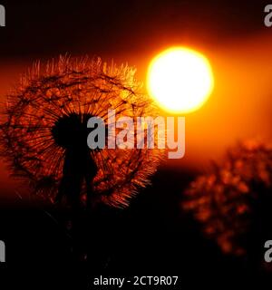 Common Dandelion, Taraxacum officinale, in backlight Stock Photo