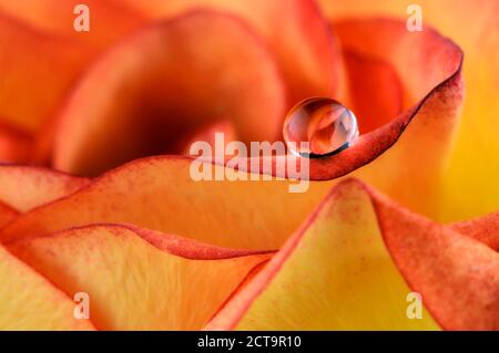 Water drop with reflection on petal of orange rose, Rosa, close-up Stock Photo