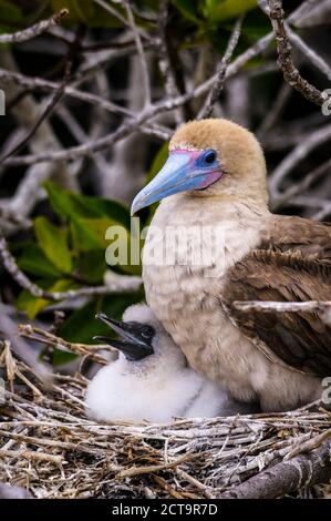 Ecuador, Galapagos, Genovesa, Red-footed Booby ,Sula sula, in nest Stock Photo