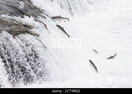 USA, Alaska, Katmai Nationalpark, King Salmon, Brooks Falls, Salmon run Stock Photo