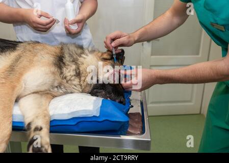 Large dog under anesthesia in veterinarian clinic Stock Photo