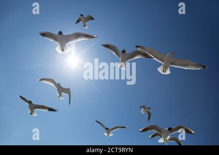 Germany, Seagull flying against blue sky Stock Photo
