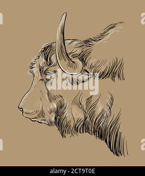 Head of yak hand drawing illustration brown Stock Vector