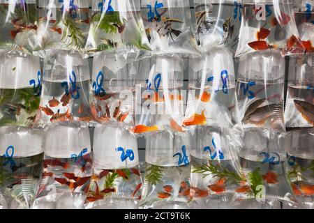 China, Hongkong, ornamental fishes in plastic bags for sale Stock Photo