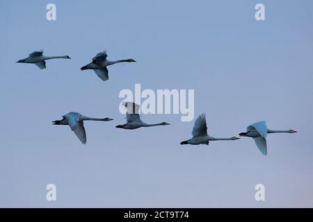 Germany, Schleswig-Holstein, Whooper swans, Cygnus cygnus, and Mute swans, Cygnus olor, flying Stock Photo