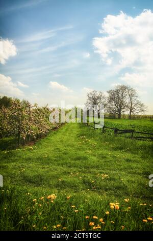 Germany, Hamburg, Area Altes Land, House and apple trees Stock Photo