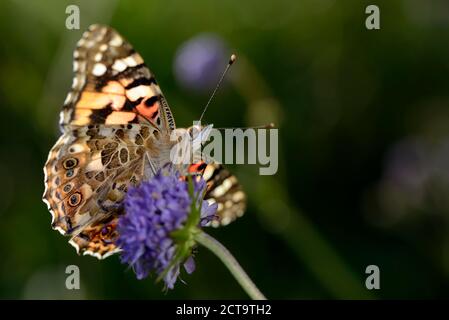 Germany, Painted lady butterfly, Vanessa cardui, sitting on plant Stock Photo