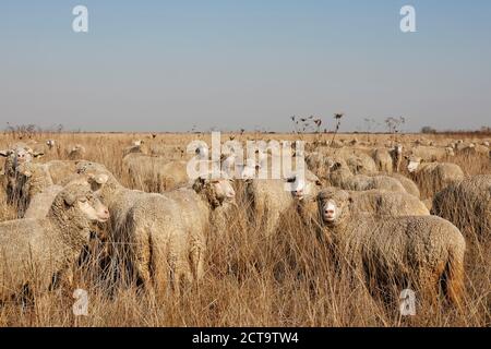 Rumania, Transylvania, Salaj County, flock of sheep, Ovis orientalis aries Stock Photo