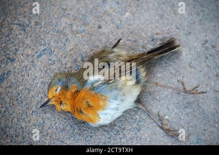 Germany, Hesse, Huenfelden, dead European robin, Erithacus rubecula Stock Photo